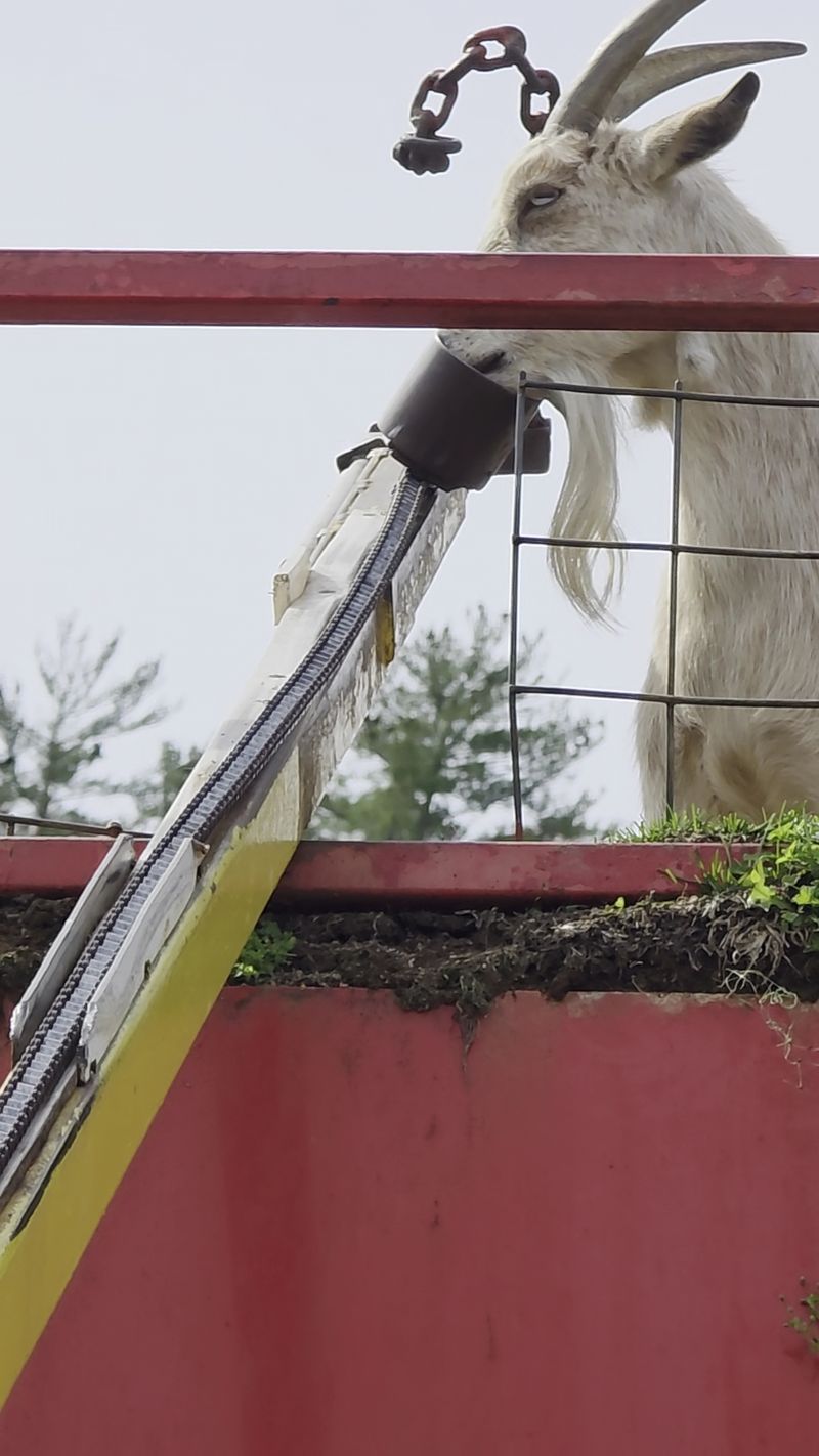 Why Anyone Would Put Goats on a Roof