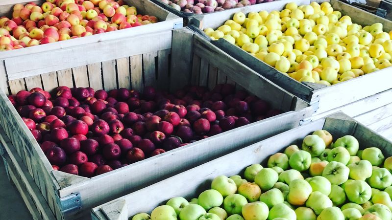 Why Apple Season Is The Main Event Why Apple Season Is The Main Event