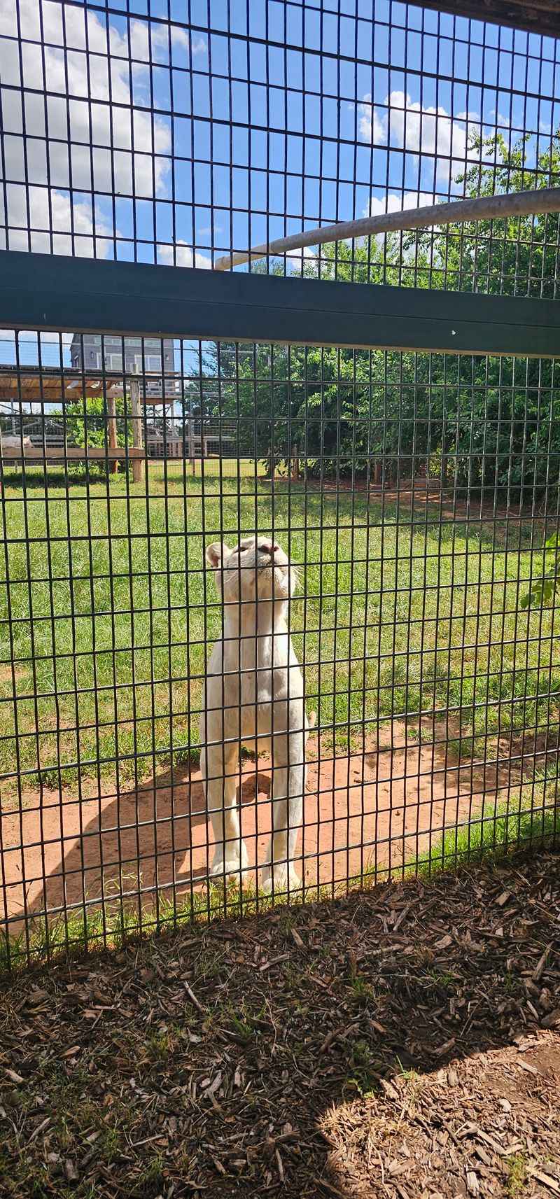 Why Exotic Animals Land Here