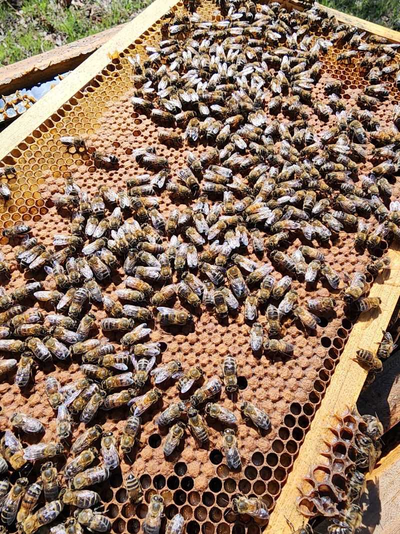 Why Local Pollen Matters Why Local Pollen Matters