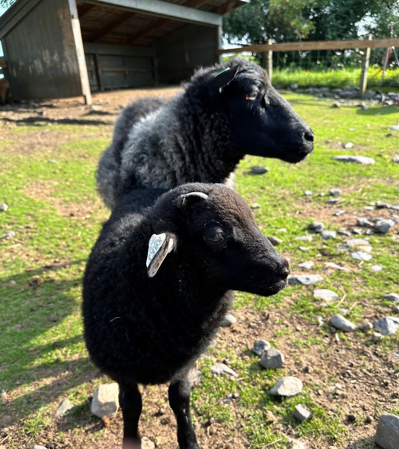 Why Rare Breeds Matter More Than They Look
