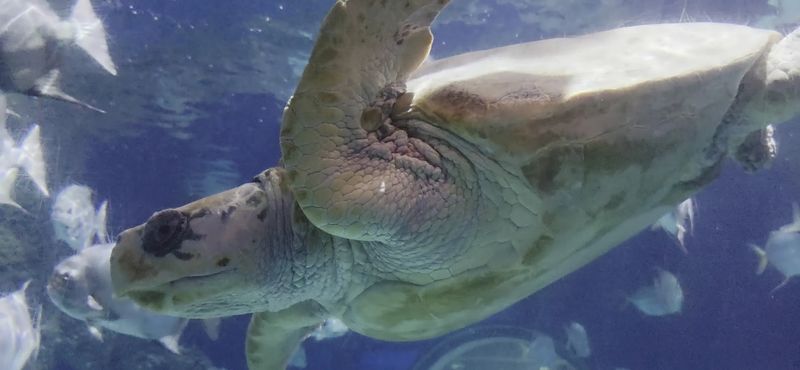Why Sea Turtles End Up Needing Care