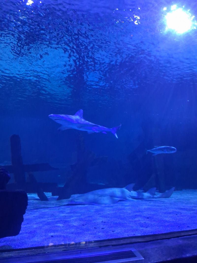 Why The Shark Tunnel Earns A Spot On Your Minnesota List