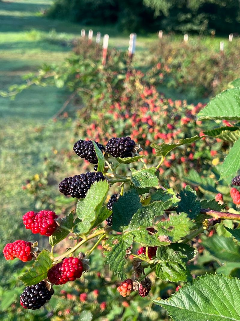 Why This Farm Belongs on Your Summer List