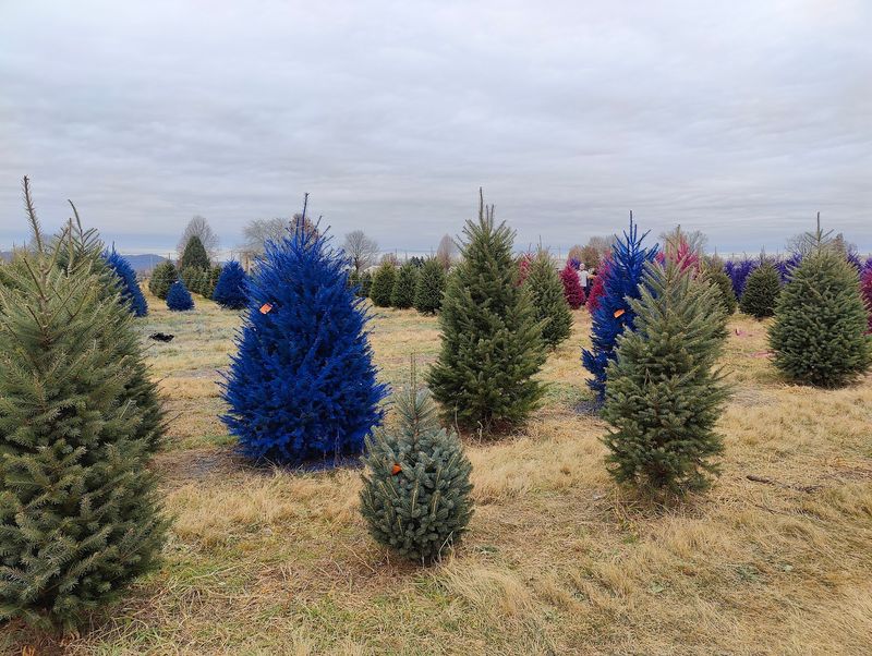 Why This Farm Deserves a Spot on Your December Calendar Why This Farm Deserves a Spot on Your December Calendar