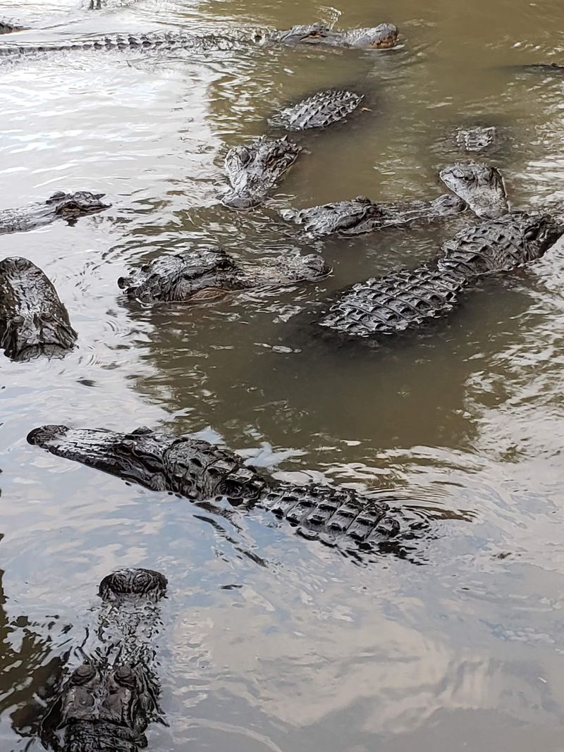 Why This Swamp-Meets-Savanna Day Deserves a Spot on Your List