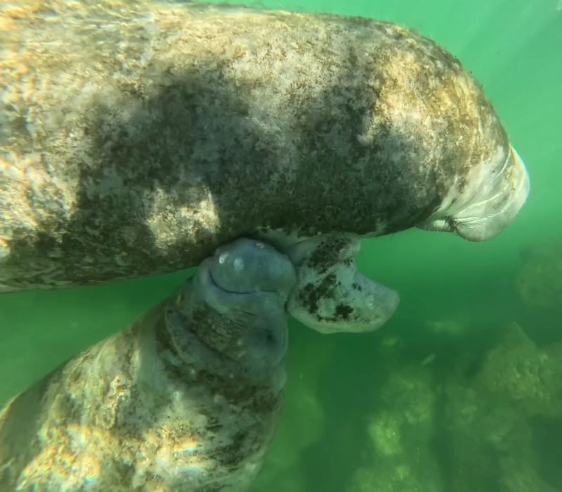 Why Winter Turns Kings Bay Into Manatee Central Why Winter Turns Kings Bay Into Manatee Central