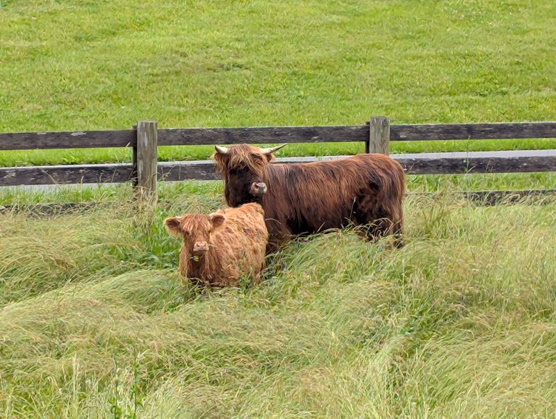 Why the Calves Steal Every Scene Why the Calves Steal Every Scene
