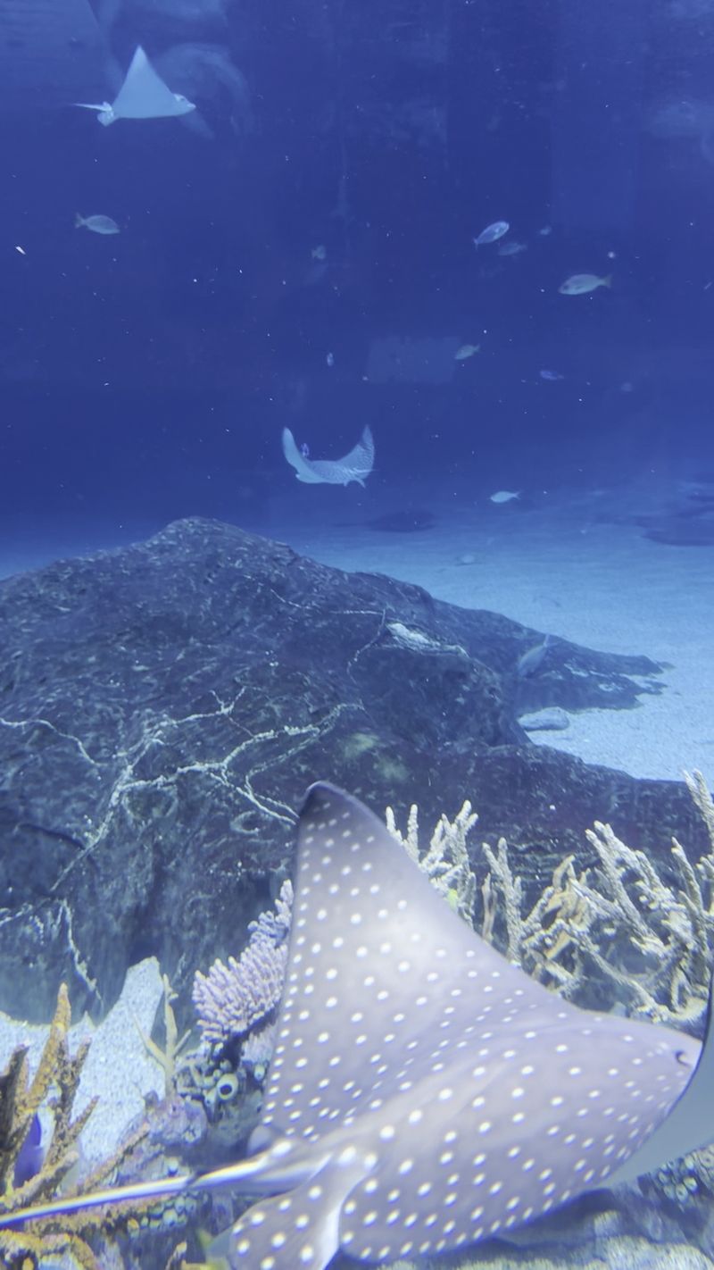 Why the Stingrays Keep Calling Families Back