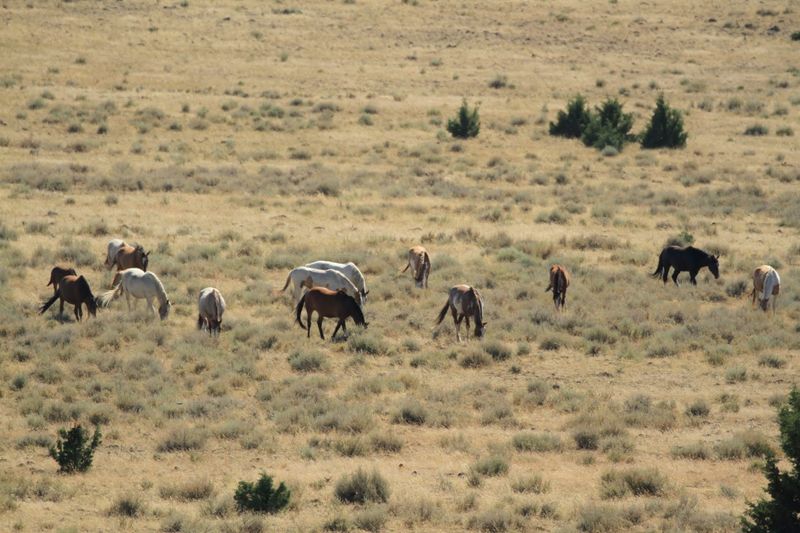Wild Horses at Sunrise