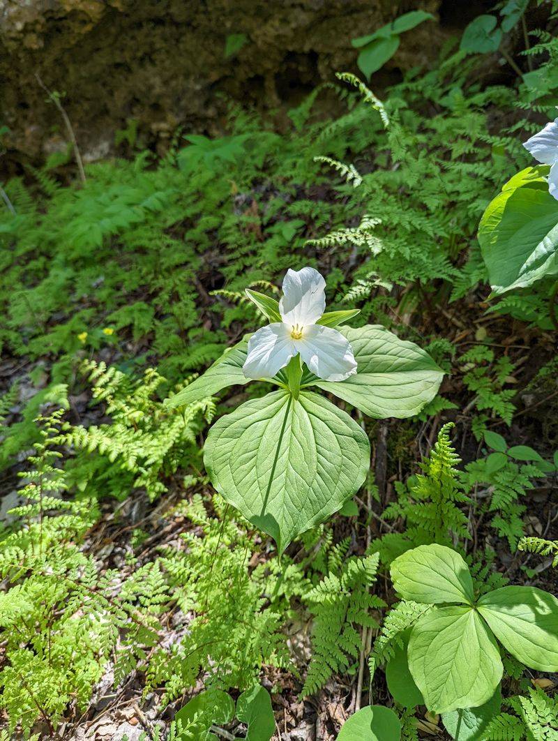 Wildflowers, Birds, and Tiny Wonders