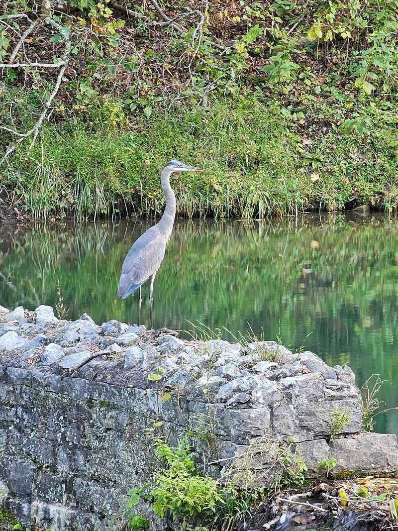 Wildlife Along the Water Wildlife Along the Water