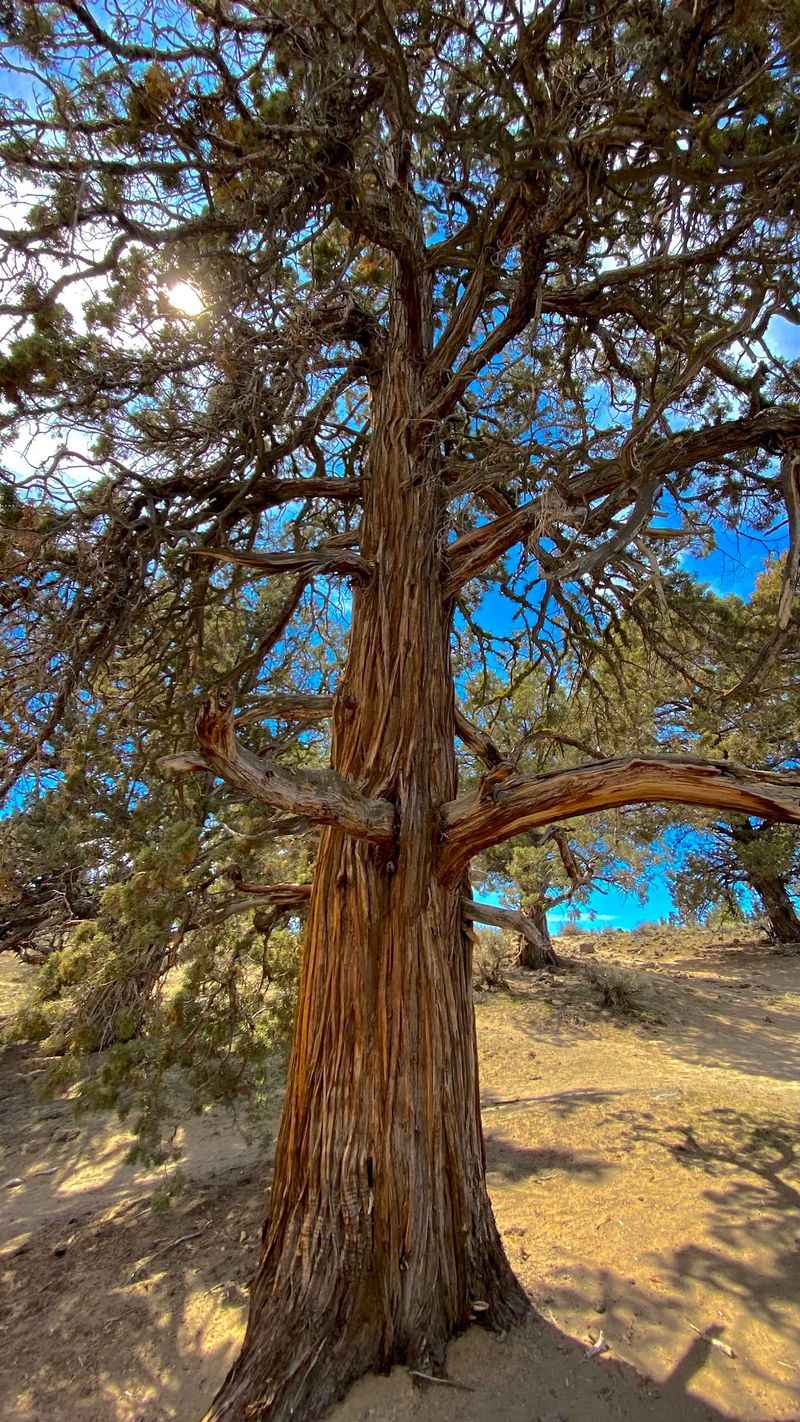 Wildlife, Junipers, and Quiet Skies Wildlife, Junipers, and Quiet Skies