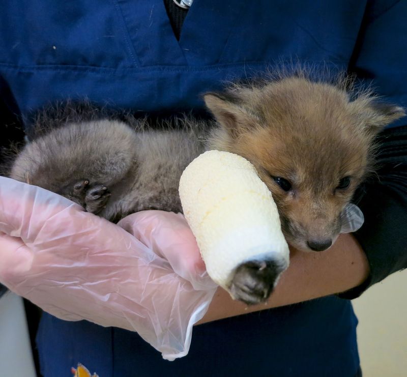 Wildlife Rehabilitation Center, Roseville, MN Wildlife Rehabilitation Center, Roseville, MN