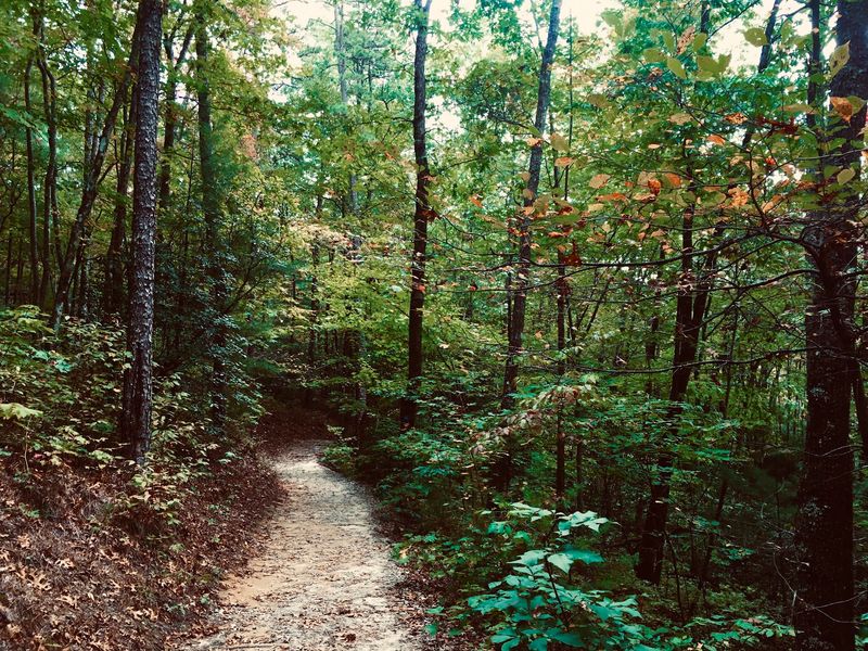 Wildlife Sightings and Night Sounds