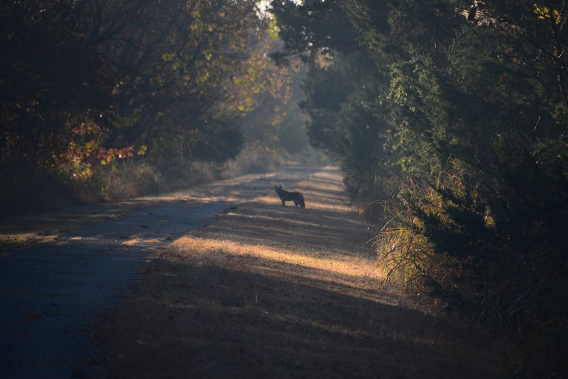 Wildlife Sightings and Peaceful Quiet