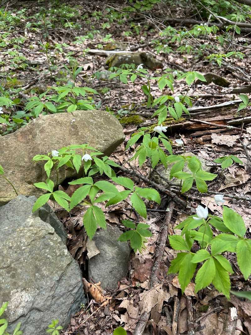 Wildlife and Forest Details