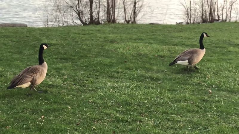 Wind, Bugs, and Bossy Geese