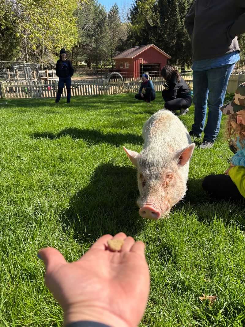 Winston the Pig and Other Farmyard Favorites