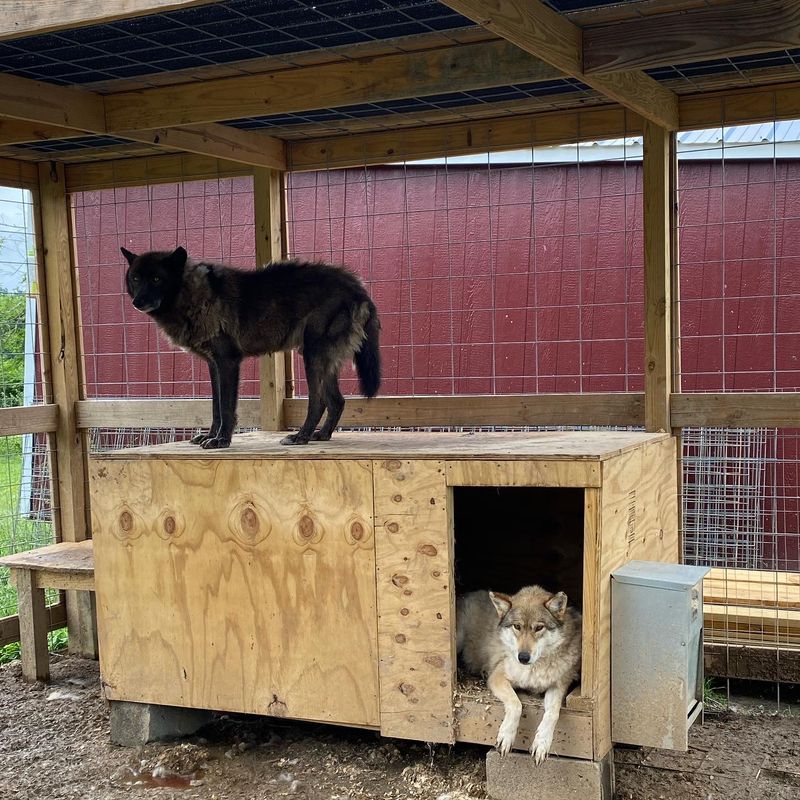 Wolves Wait Down A County Road In Southern Ohio