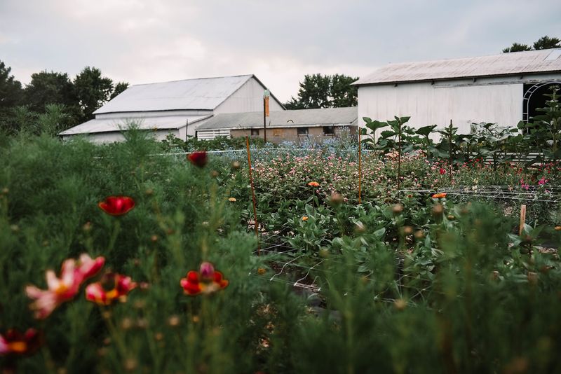 Wood Acres Farm & Flowers, Bunker Hill, IL