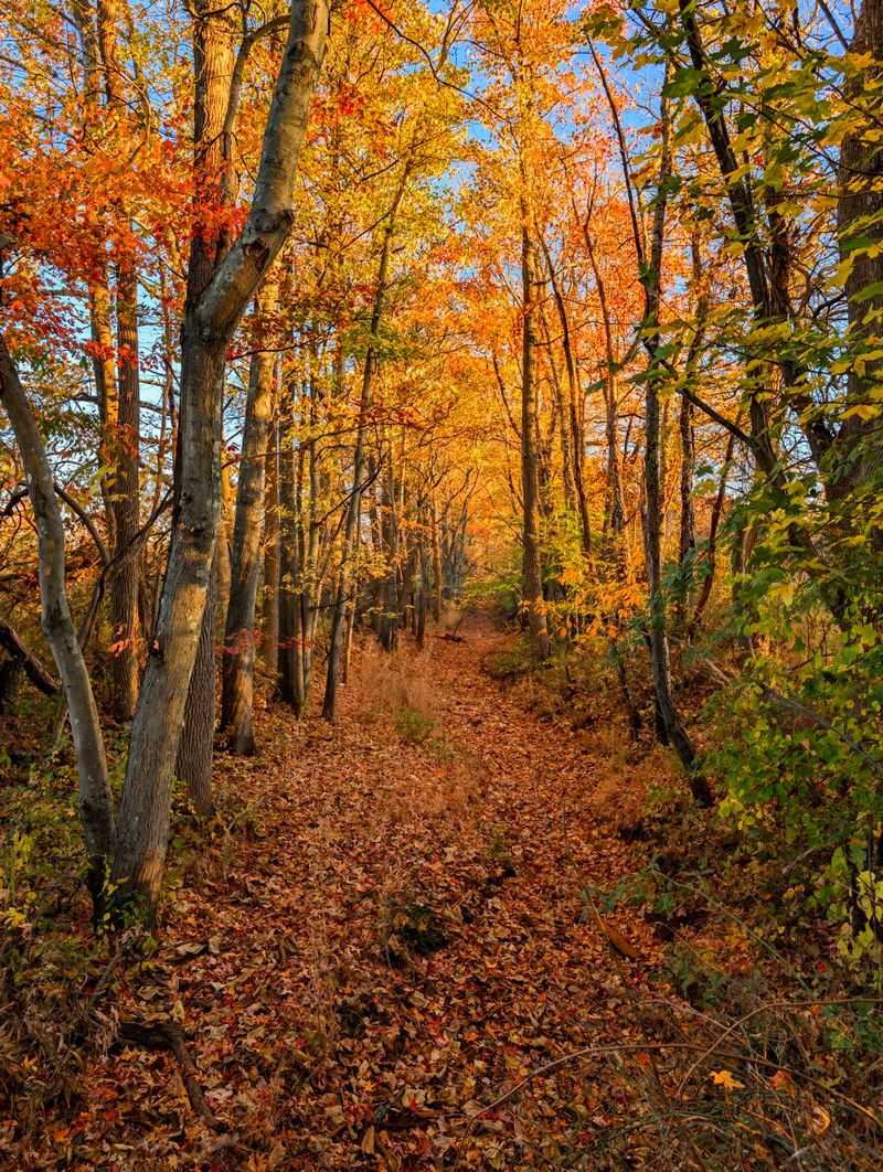 Wooded Stretches Between Open Ground Wooded Stretches Between Open Ground