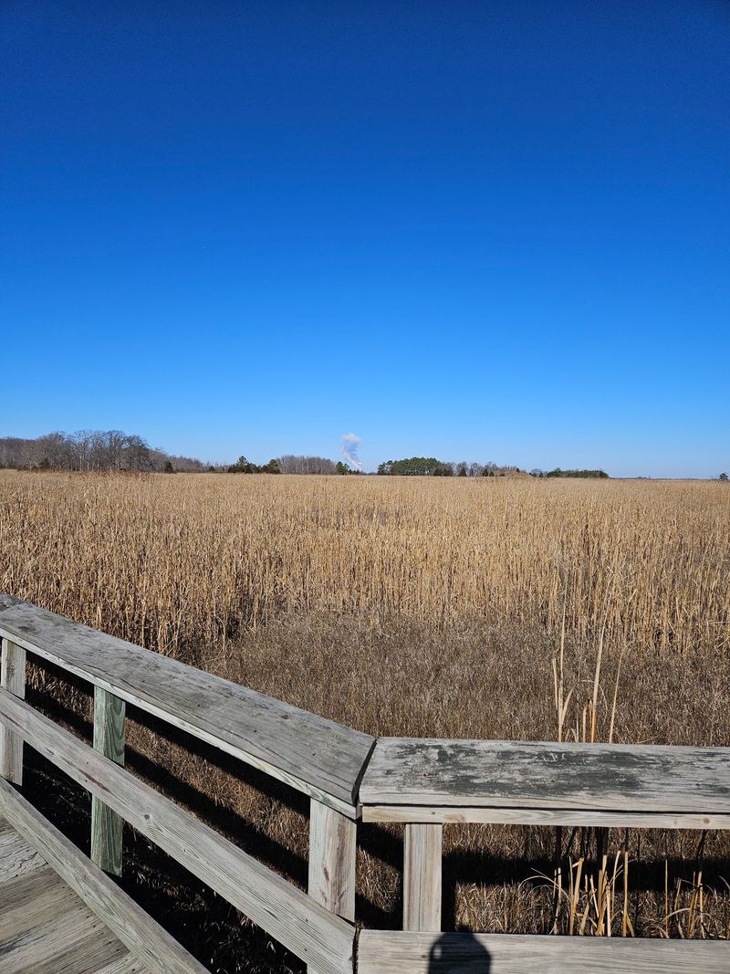 Woodland Beach Wildlife Area, Smyrna, Delaware