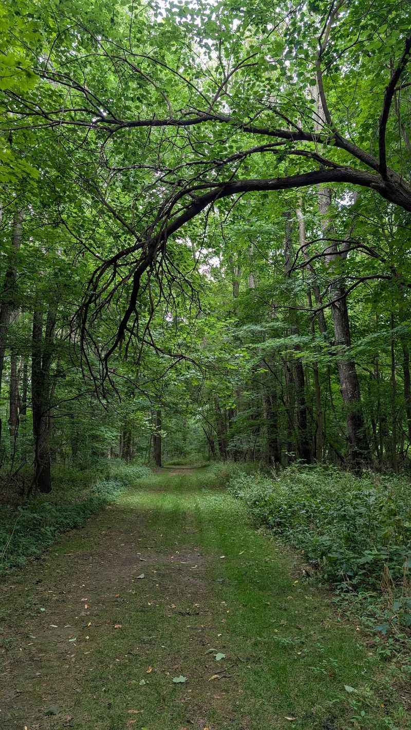 Woodland Trails For When Pavement Gets Boring Woodland Trails For When Pavement Gets Boring
