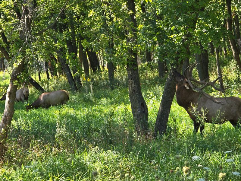 Woods, Water, and an Unexpected Herd