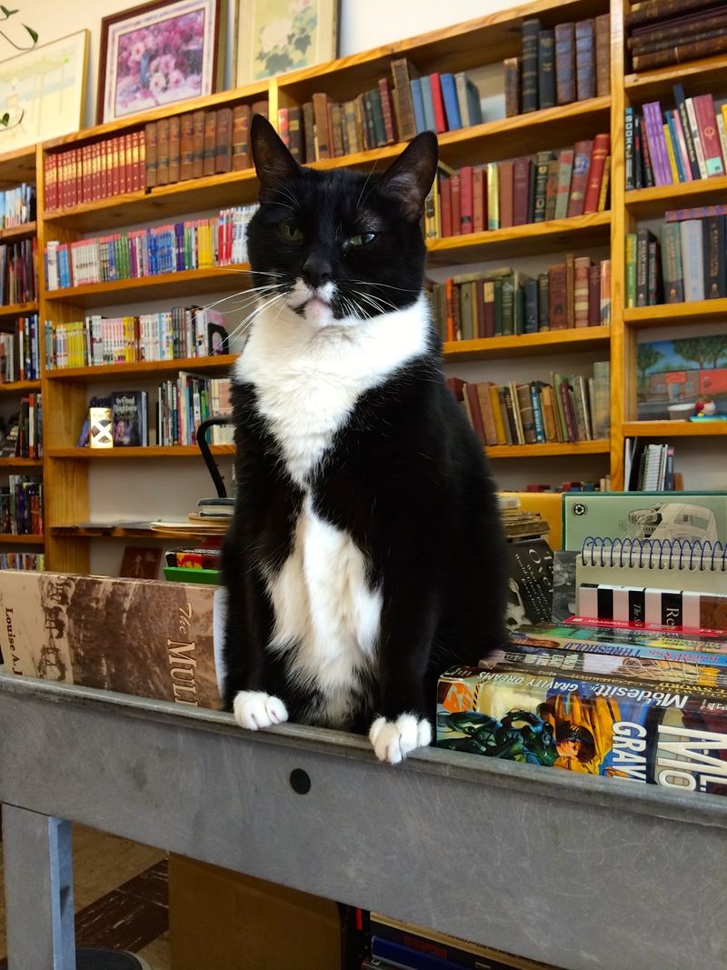 Worth the Drive for Book and Cat Lovers Worth the Drive for Book and Cat Lovers
