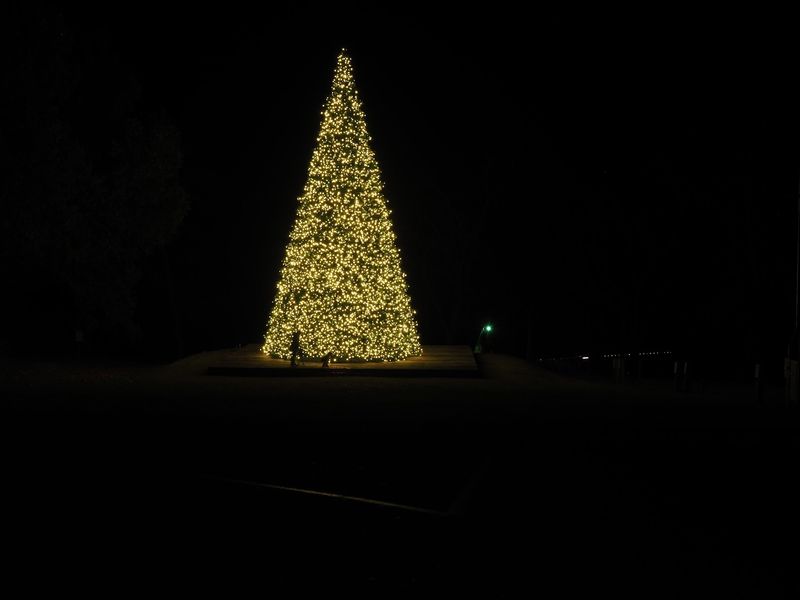Wrapped Trees and Towering Light Cones