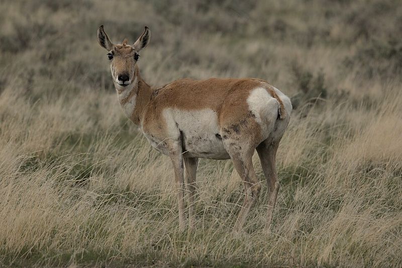 Wyoming: Pronghorn, Grand Teton National Park, Wyoming Wyoming: Pronghorn, Grand Teton National Park, Wyoming