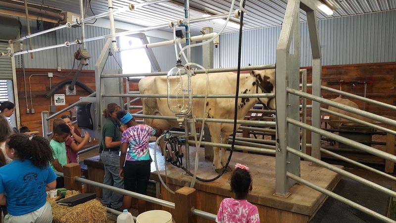 Yes, You Can Actually Milk A Cow Here Yes, You Can Actually Milk A Cow Here