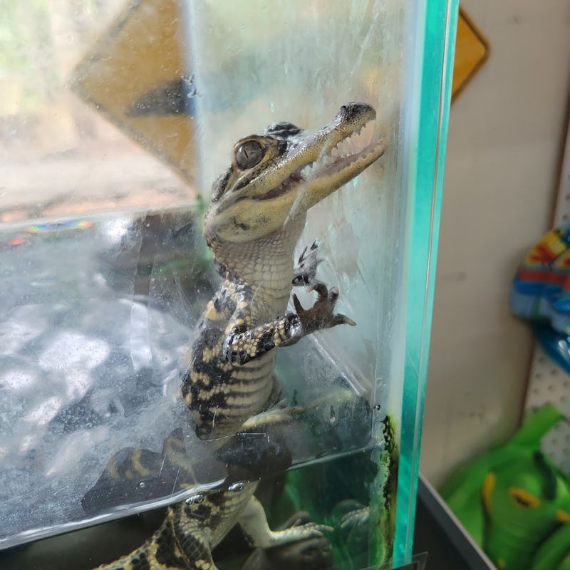 Yes, You Really Can Hold a Baby Alligator Yes, You Really Can Hold a Baby Alligator