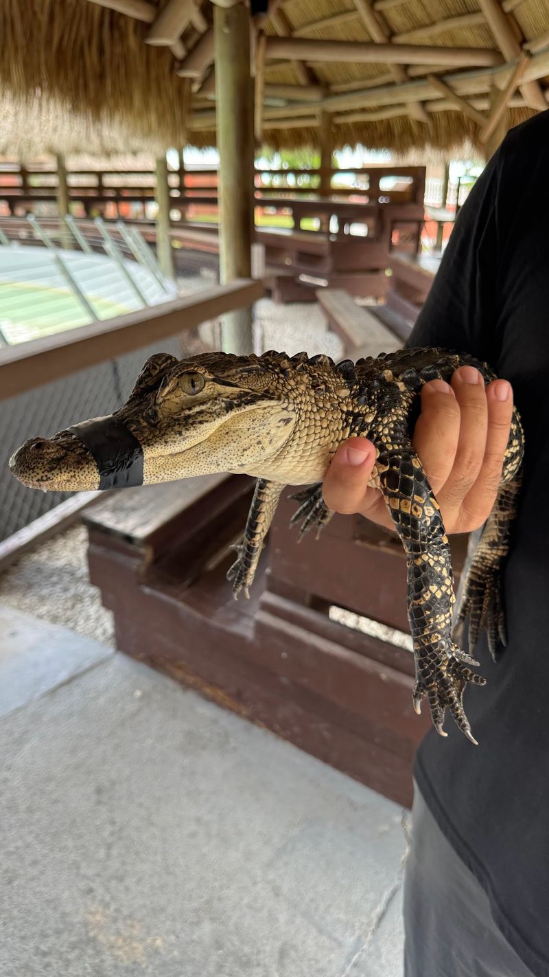 Your Chance to Hold a Baby Alligator