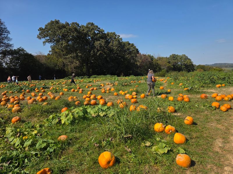 Your Ticket Comes With a Pumpkin, and the Patch Delivers Your Ticket Comes With a Pumpkin, and the Patch Delivers