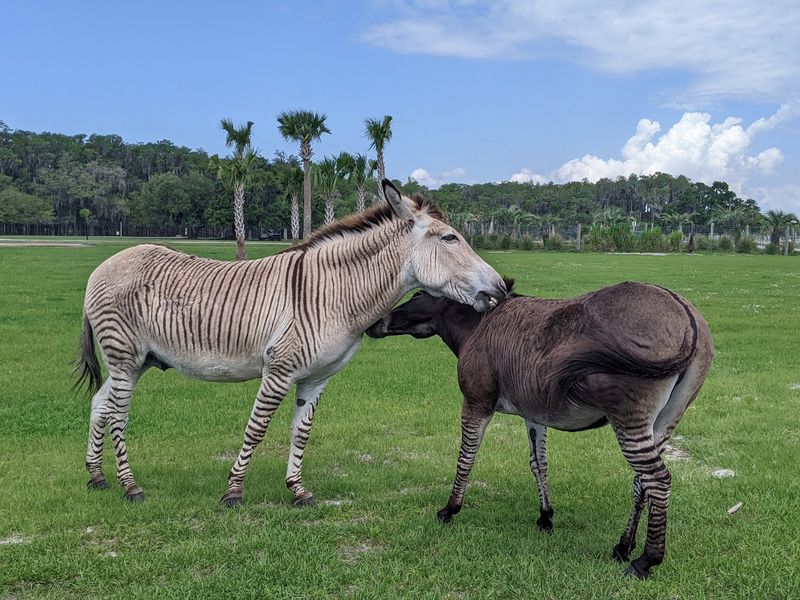 Zebras, Camels and a Surprising Cast of Grazers