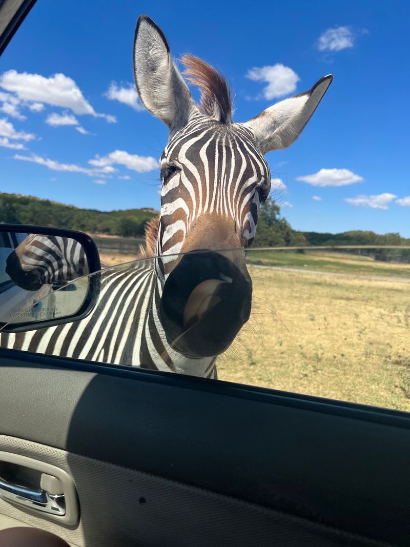 Zebras, Giraffes, and the Big-Ticket Animals