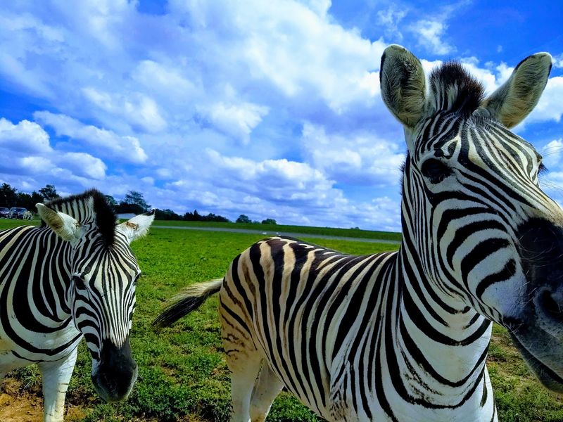 Zebras, Ostriches, and the Bucket Bandits