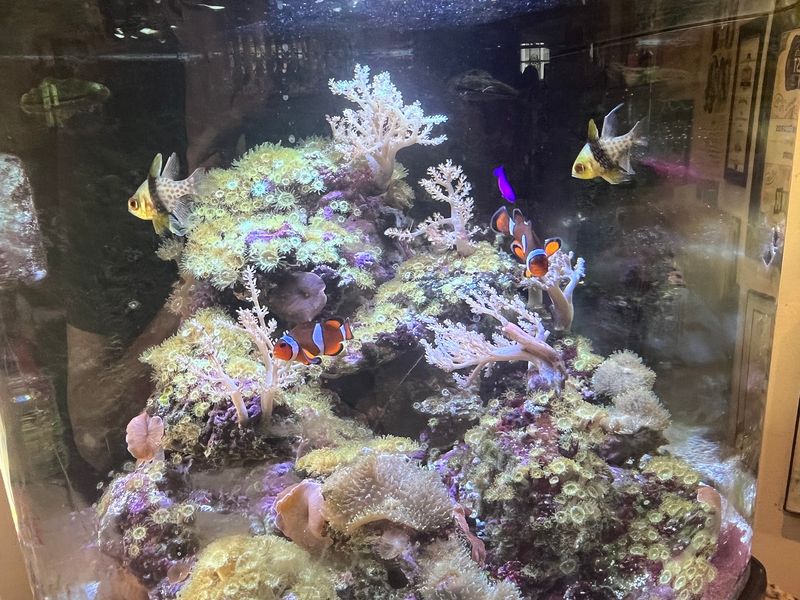 Ziggy, Bear, and a Very Big Nemo