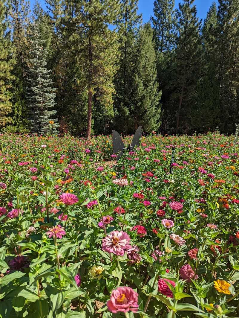 Zinnias Along the Nature Trail