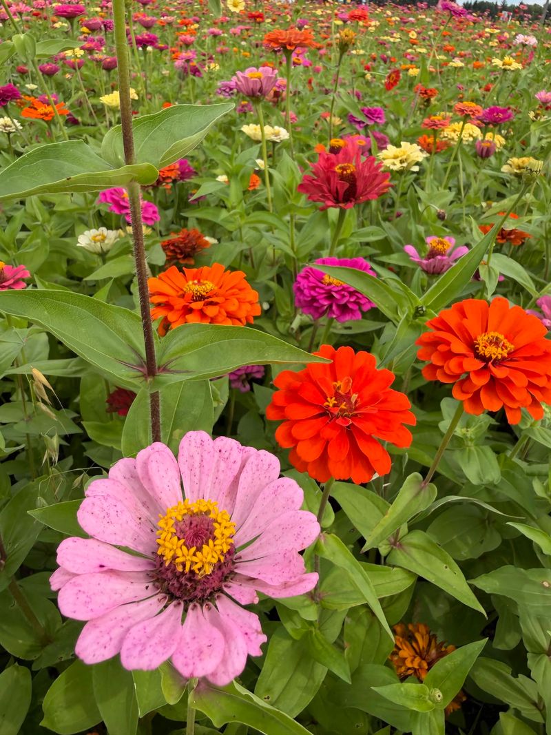 Zinnias and Sunflowers for Picking Zinnias and Sunflowers for Picking