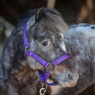 Senior Horses Spend Their Golden Years Safe at This Tennessee Rescue Farm