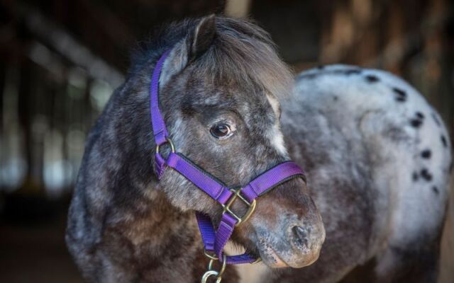 Senior Horses Spend Their Golden Years Safe at This Tennessee Rescue Farm