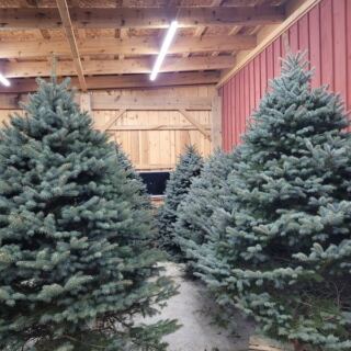 Ohio Families Pick Their Own Christmas Tree At These 5 Farms With Wagon Rides And Cocoa