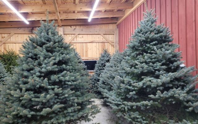 Ohio Families Pick Their Own Christmas Tree At These 5 Farms With Wagon Rides And Cocoa