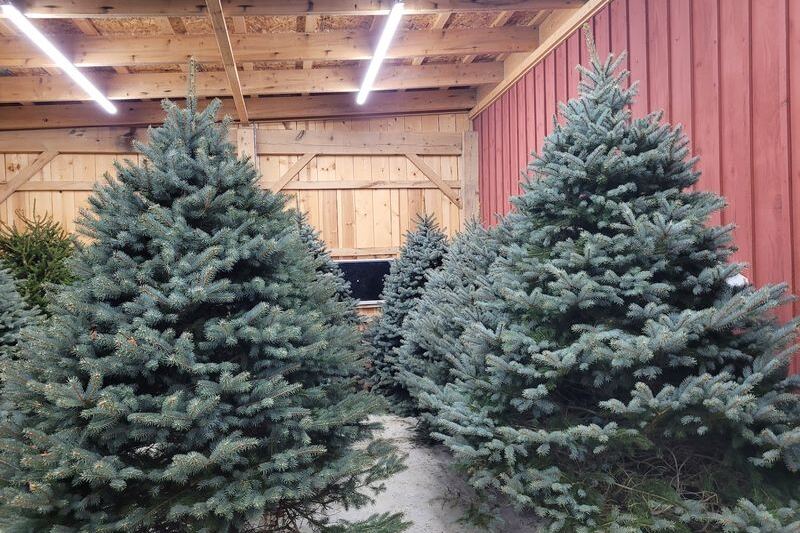 Ohio Families Pick Their Own Christmas Tree At These 5 Farms With Wagon Rides And Cocoa