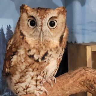 6 Massachusetts Wildlife Rehab Centers Where Your Volunteer Hours Help Injured Wildlife Heal