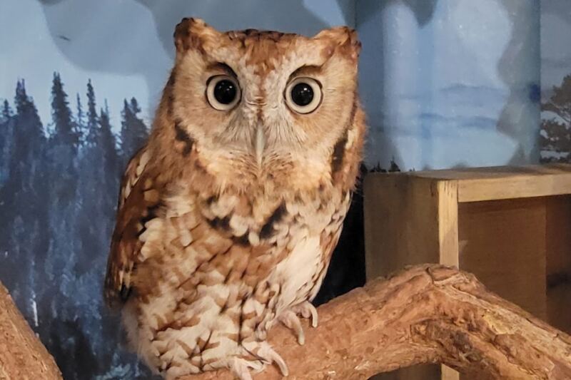 6 Massachusetts Wildlife Rehab Centers Where Your Volunteer Hours Help Injured Wildlife Heal