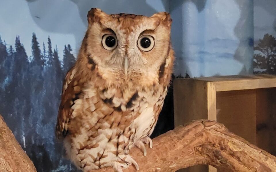 6 Massachusetts Wildlife Rehab Centers Where Your Volunteer Hours Help Injured Wildlife Heal
